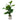 Fiddle Plant Cement Pot