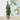 Xmas Tree 21 Cement Pot With Jute 15x56