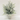 snow tree