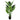  Bonsai 10 leaves Aureum