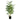Bamboo Tree