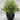 grass ceramic