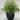 grass ceramic