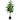 Lauren Taylor - Ficus Tree 72 Leaves