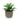 Succulent In Grey Pot
