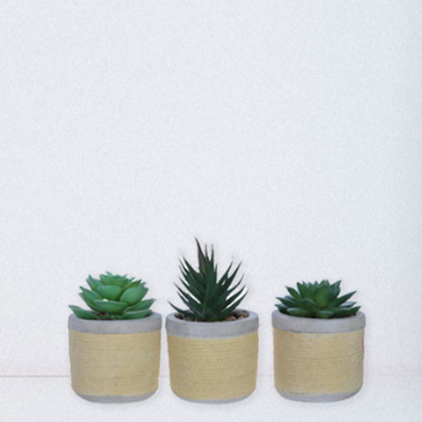 Mini succulentes dans un pot en céramique