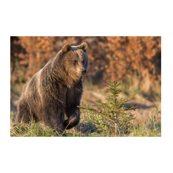 Tableau imprimé sur la vie sauvage