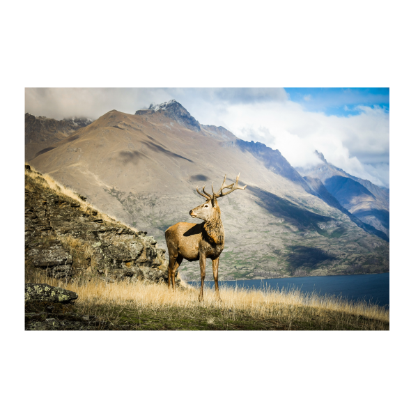 Tableau imprimé sur la vie sauvage