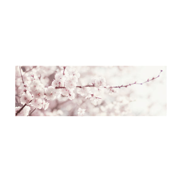 Toile de fleurs de cerisier