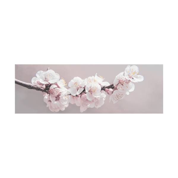 Toile de fleurs de cerisier