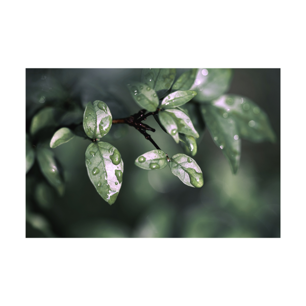 Toile Vert Forêt