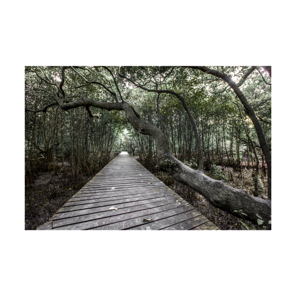 Toile Vert Forêt