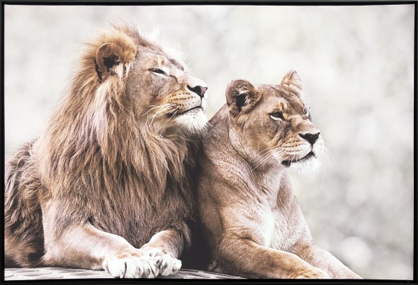 Framed Canvas - Lion Couple