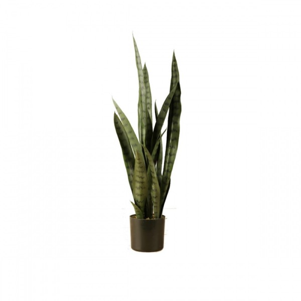 Green Sansevieria Plant