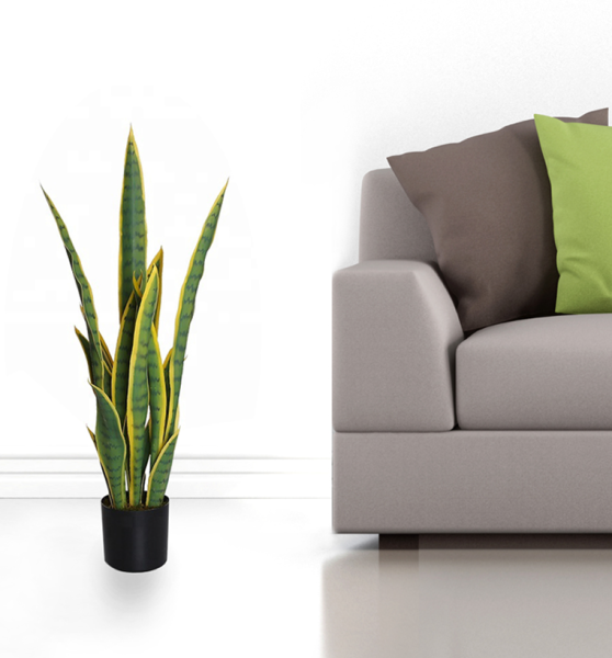 Yellow/Green Sansevieria Plant