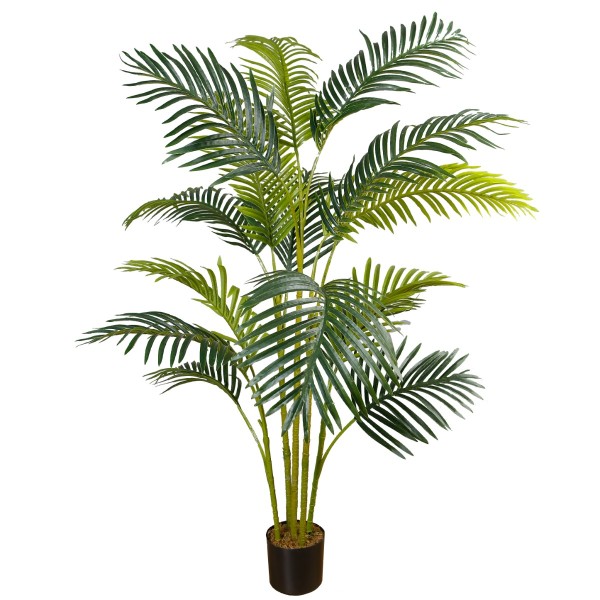 Hawaii Palm Tree