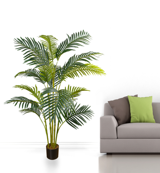 Hawaii Palm Tree