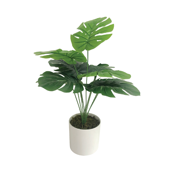 Plante Monstera 50x56