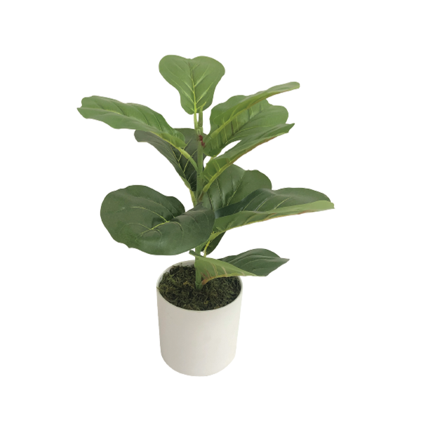 Fiddle Plant In White Pot 36x46
