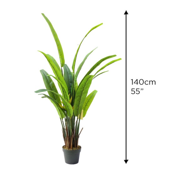 Traveler Tree 140cm-180cm Pot