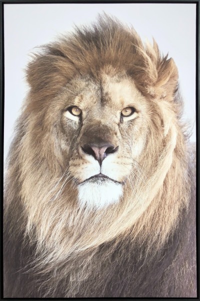 Canvas Lion Face Framed 75x115