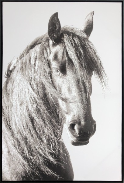 Canvas Horse Framed 75x115