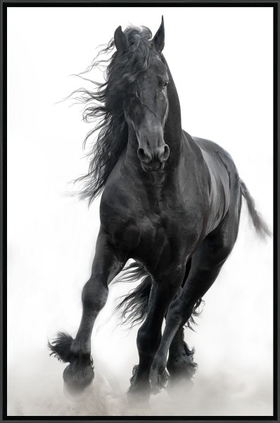 Black Stallion Framed Canvas 75*115