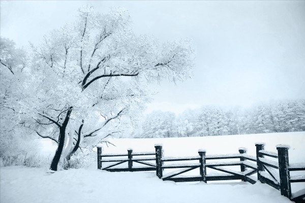 Winter Wonderland Canvas-asst 1-60*90 Asst