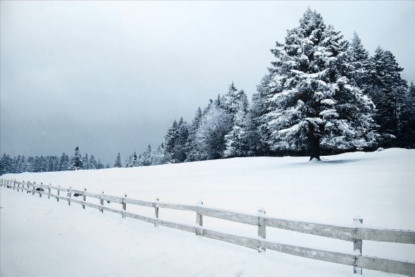 Winter Wonderland Toile-asst 2-60*90 Asst