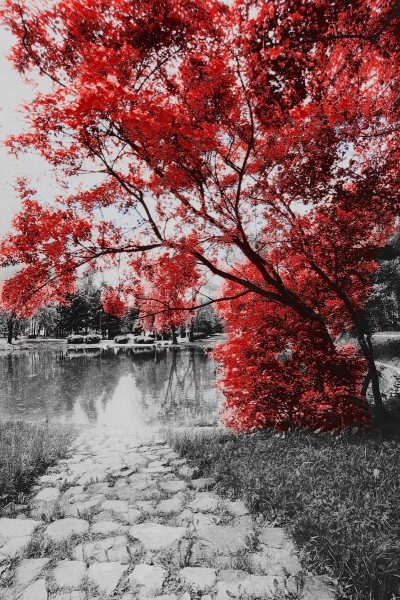 Arbre D'automne Rouge / Jaune 80 * 120 - Asst