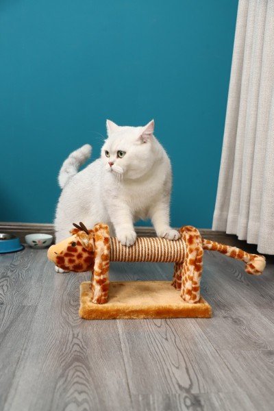 Paws & Whiskers - Cat Scratching Post