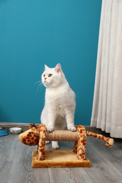 Paws & Whiskers - Cat Scratching Post