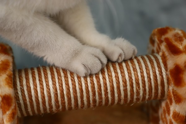 Paws & Whiskers - Cat Scratching Post