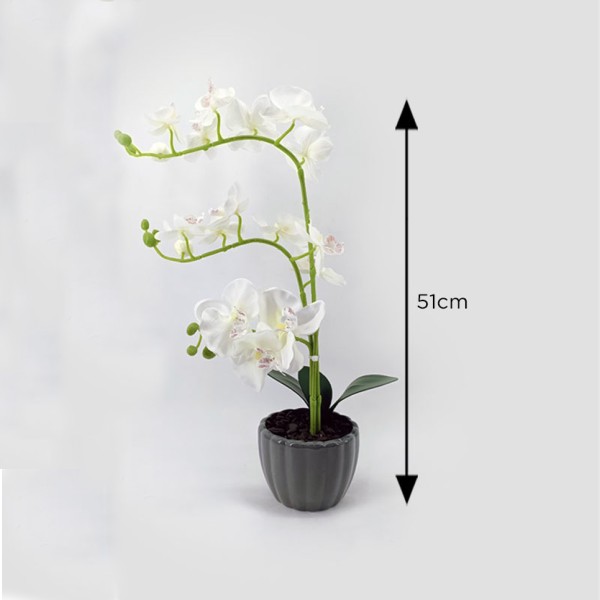 White Orchid in a grey pot (30.5 x 51 cm)