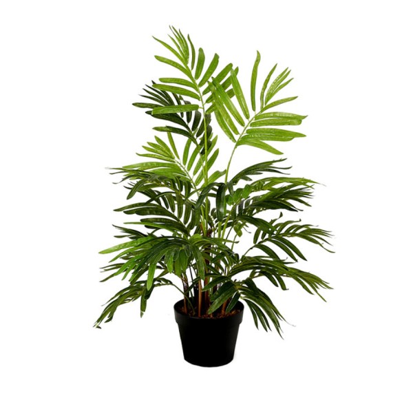 Areca Palm Tree 80cm-18cm Pot