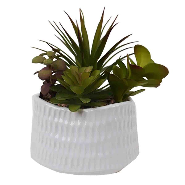 Plantes Succulentes Artificielles dans un Pot Eléphant & Pot Blanc