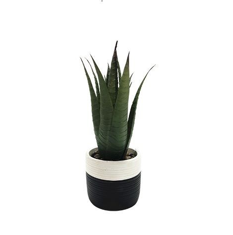Succulent Cement Pot Black and White