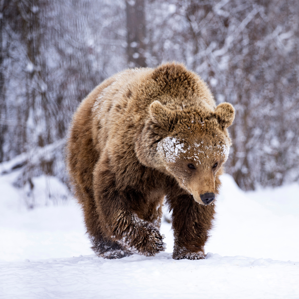 Canvas 45x45 Winter Wildlife