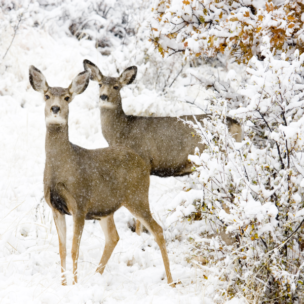 Canvas 45x45 Winter Wildlife