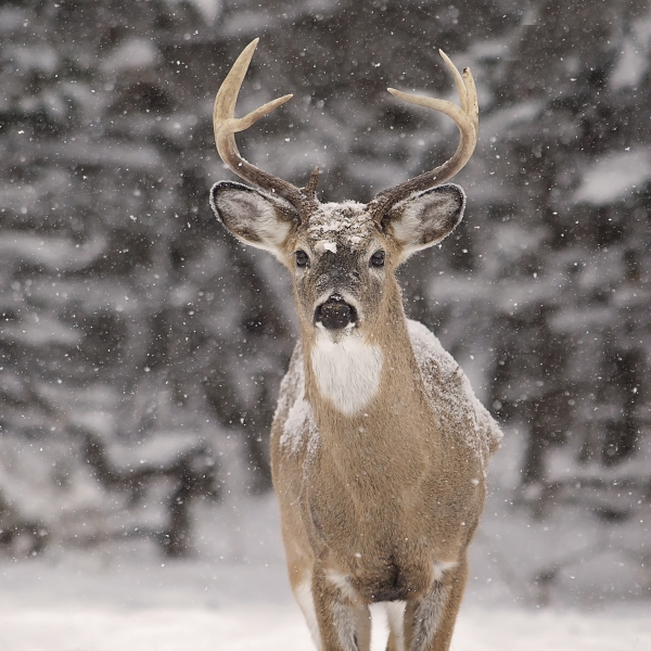 Canvas 45x45 Winter Wildlife
