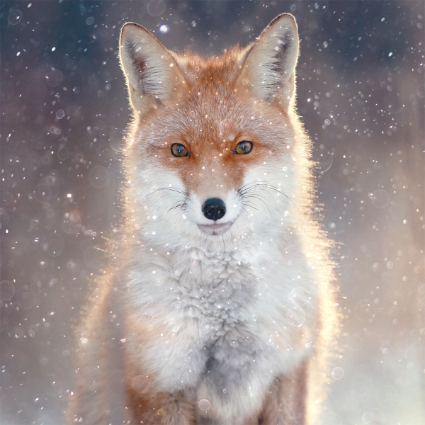 Canvas 45x45 Winter Wildlife
