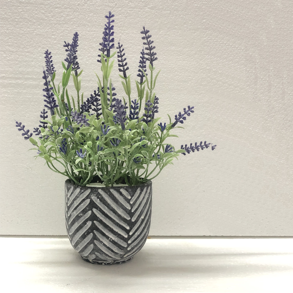 Lavender In Black/grey Cement Pot 16*24