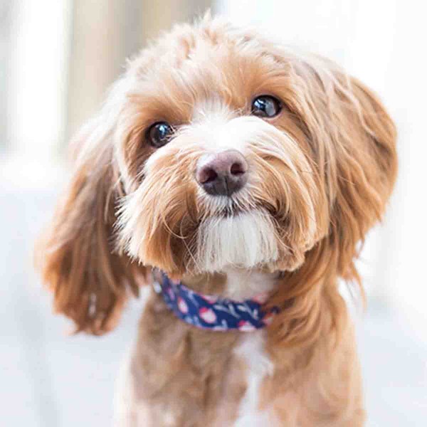 PAWS & WHISKERS - Dog Toys