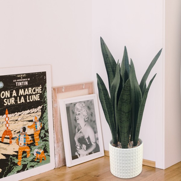 Plante de serpent dans un pot en céramique blanche