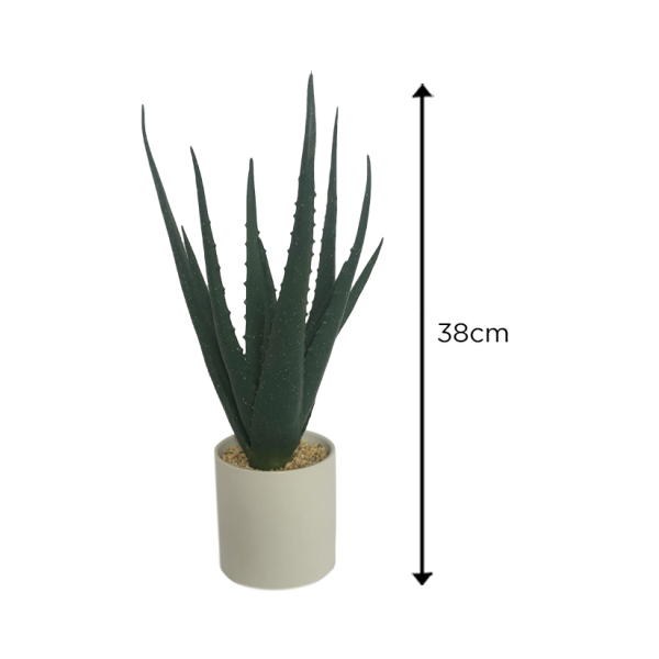 Succulent In White Pot 10x38