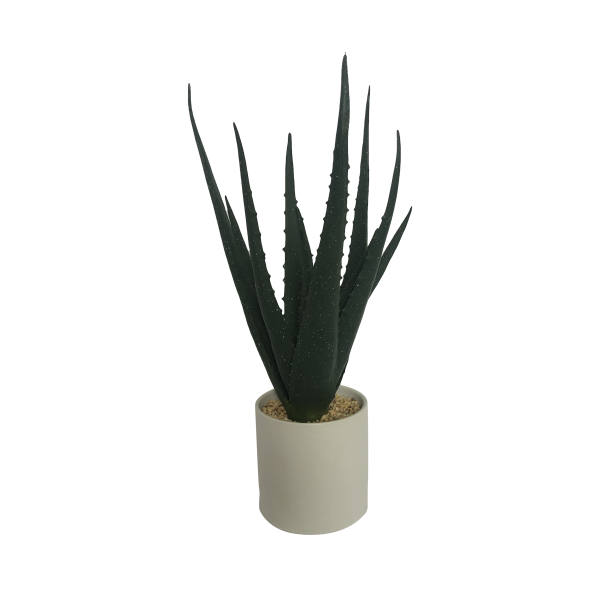 Succulent In White Pot 10x38
