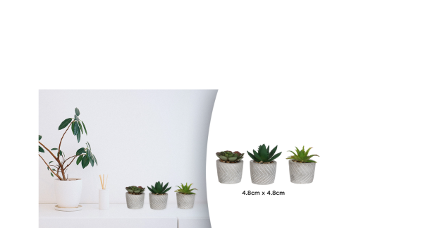 3pc Succulentes dans un pot en ciment gris géo