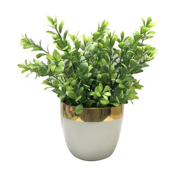 Greens In White Gold Rim Ceramic Pot 22*22