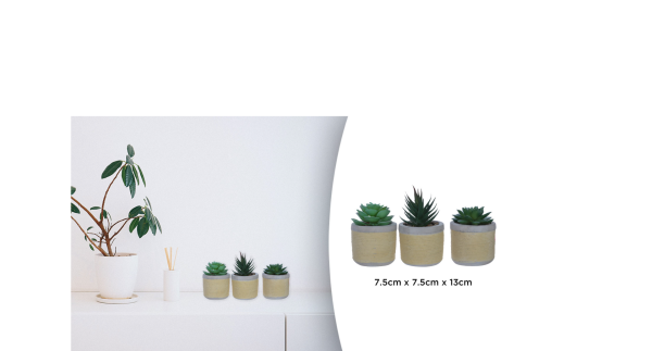 Mini succulentes dans un pot en céramique