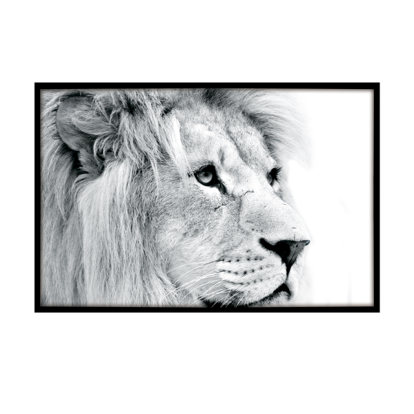 Canvas Framed 75x115 Lion Head